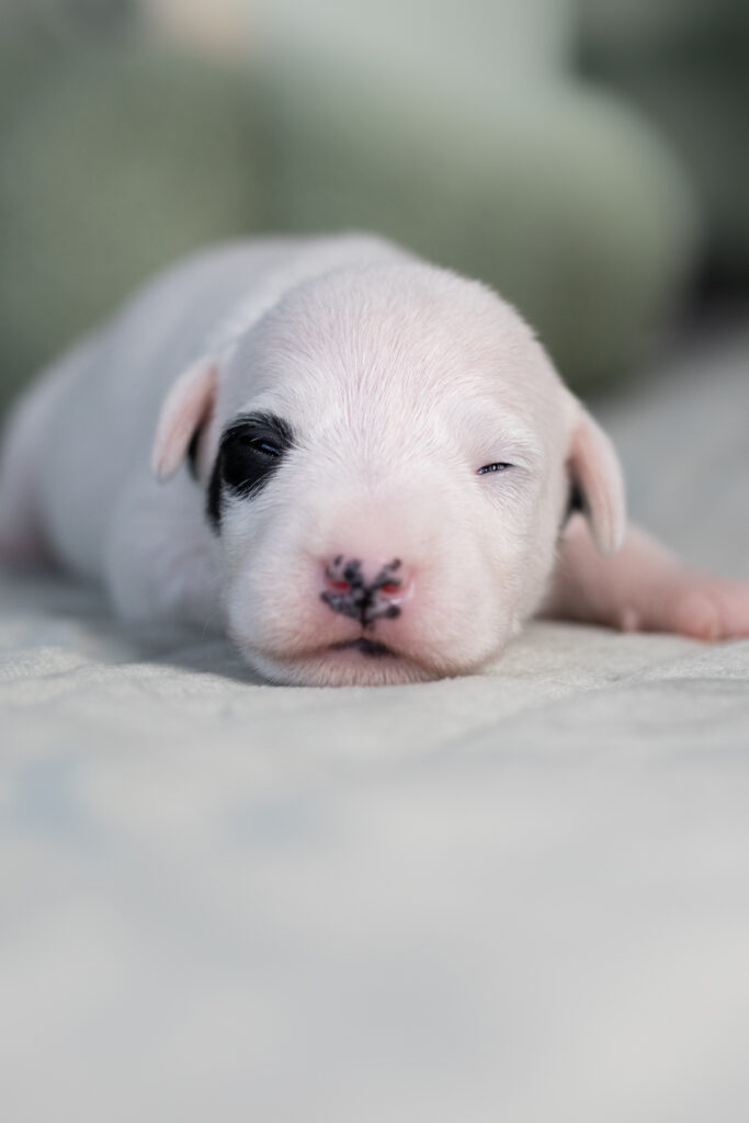 parson russell terrier szczenięta na sprzedaż
