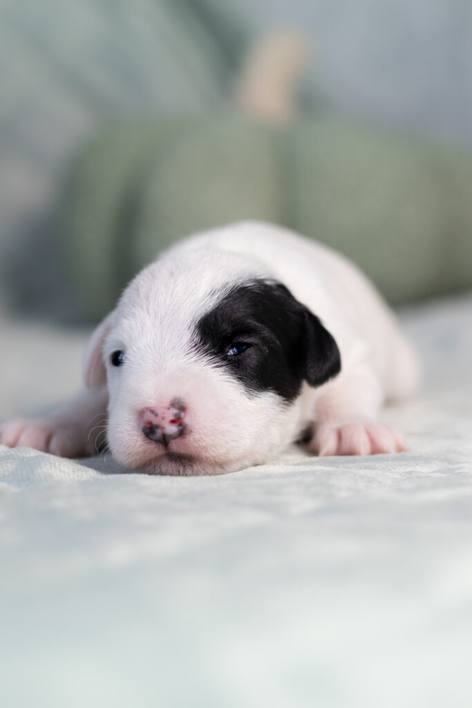 szczenięta parson russell terrier