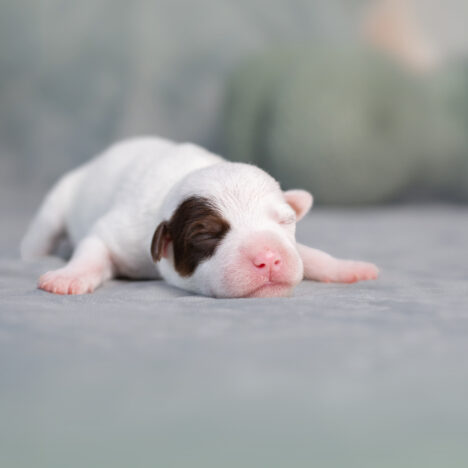 Jak wybrać szczenię Parson Russell Terrier lub Jack Russell Terrier?