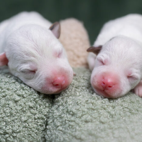 Jak wybrać szczenię Parson Russell Terrier lub Jack Russell Terrier?