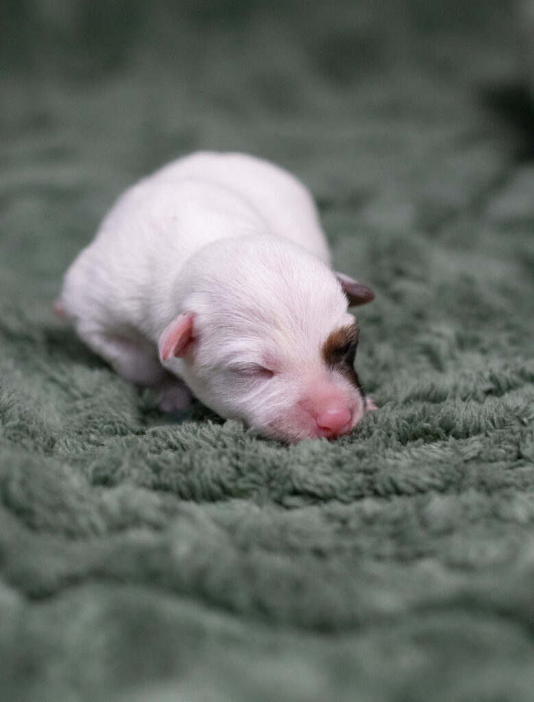 parson Russell terrier szczenię