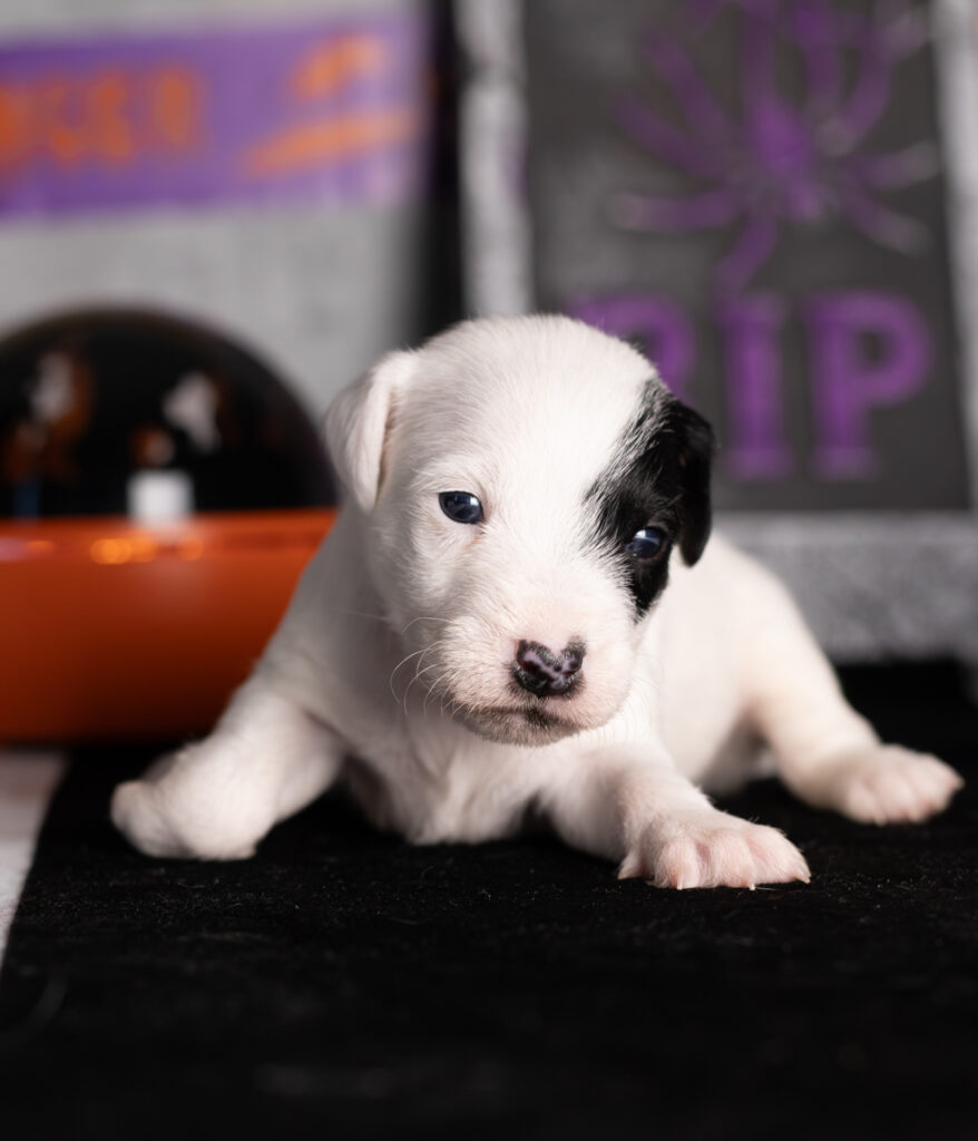 szczeniaki parson russell terrier