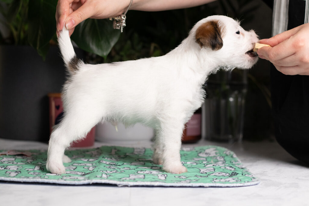 ocena predyspozycji szczeniąt – analiza zachowania noworodków w hodowli
Jak dobieram szczenięta do przyszłych właścicieli?