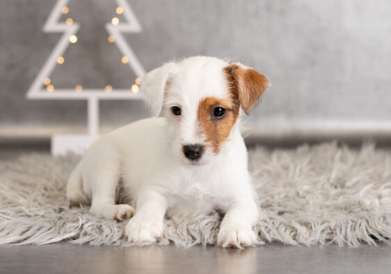 Parson Russell Terrier miot U szczenięta ZKwP