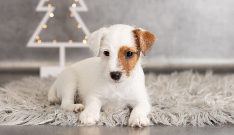 Parson Russell Terrier miot U szczenięta ZKwP