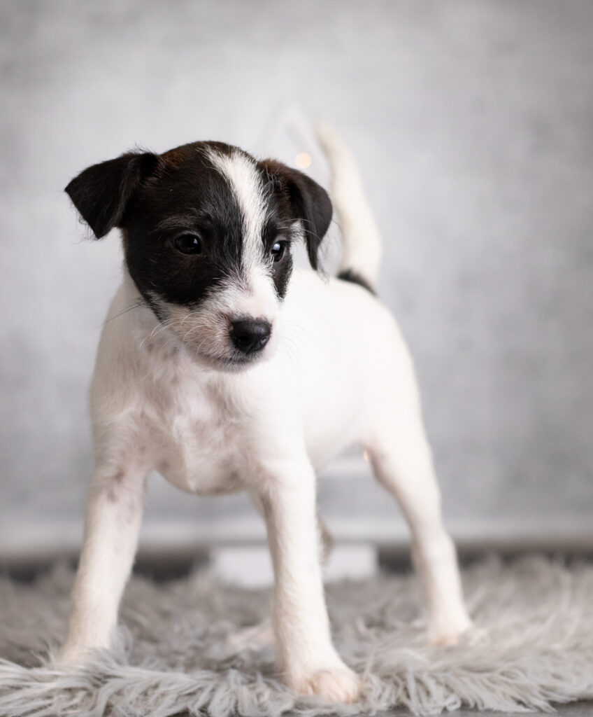 Parson Russell Terrier szczeniaki socjalizacja habituacja