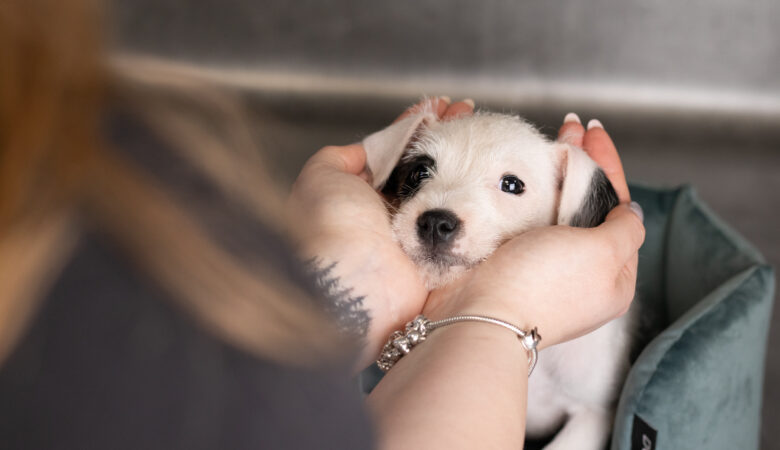 szczenięta Parson Russell Terrier zdrowe i zaszczepione