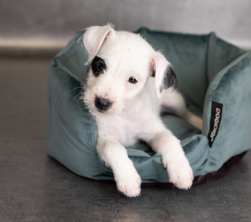 szczenięta Parson Russell Terrier zdrowe i zaszczepione