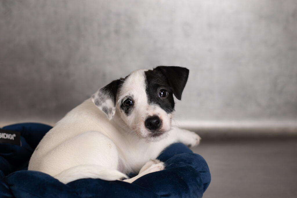 szczenięta Parson Russell Terrier z domowej hodowli ZKwP