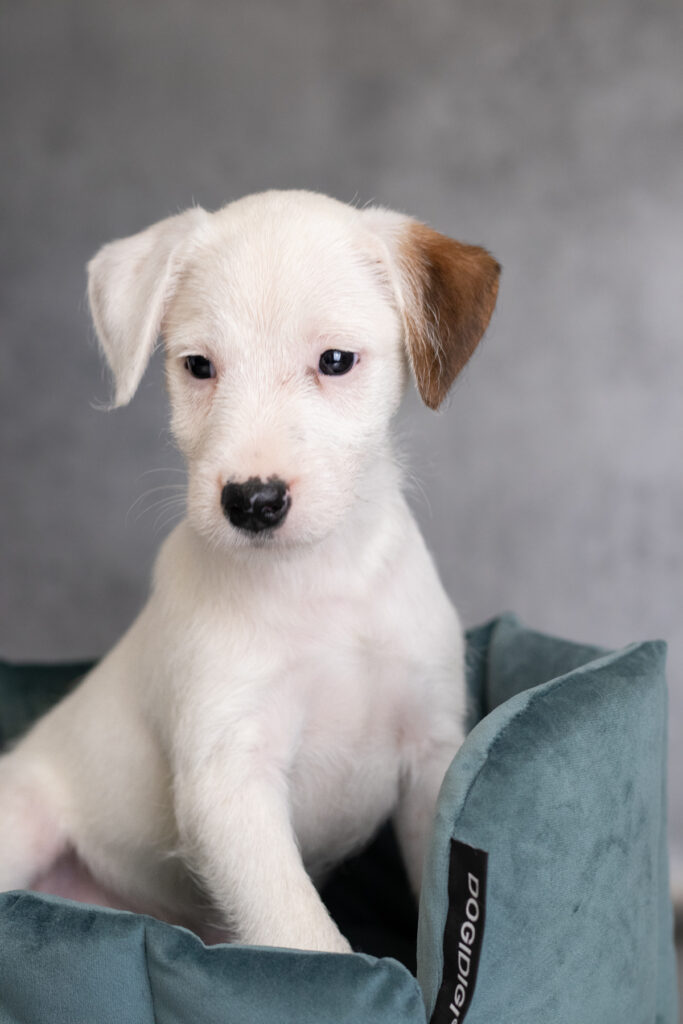 szczenięta parson russell terrier z hodowli ZKwP