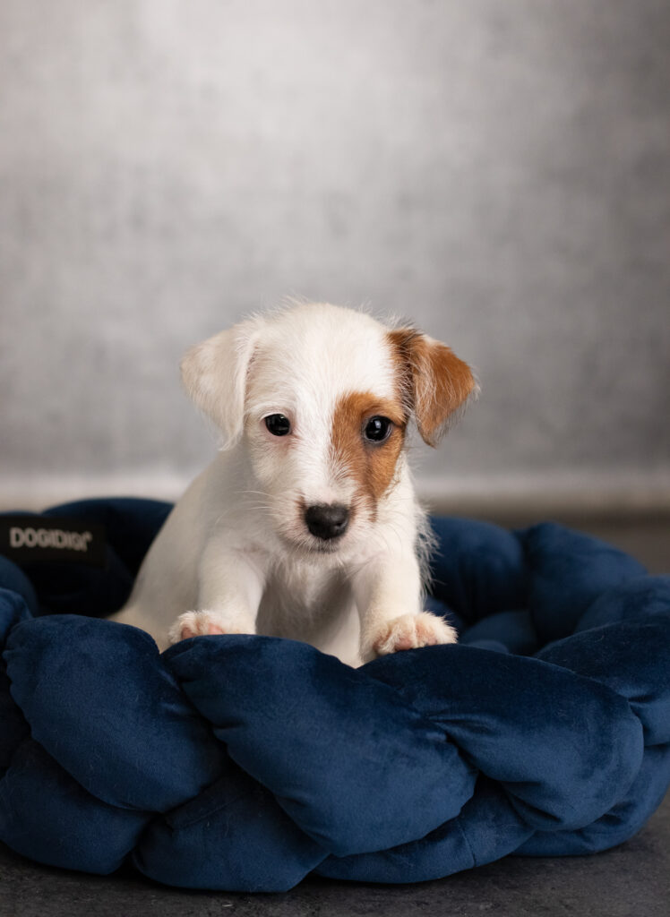 miot U parson russell terrier szczenięta