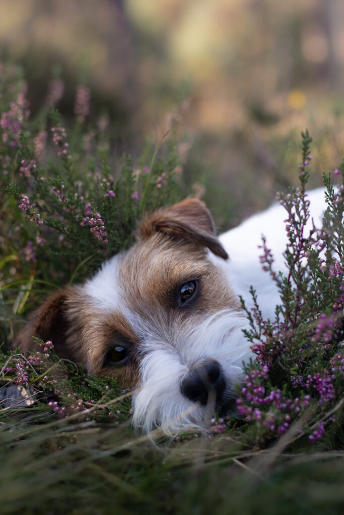 Parson Russell Terrier podczas aktywnego spędzania czasu
