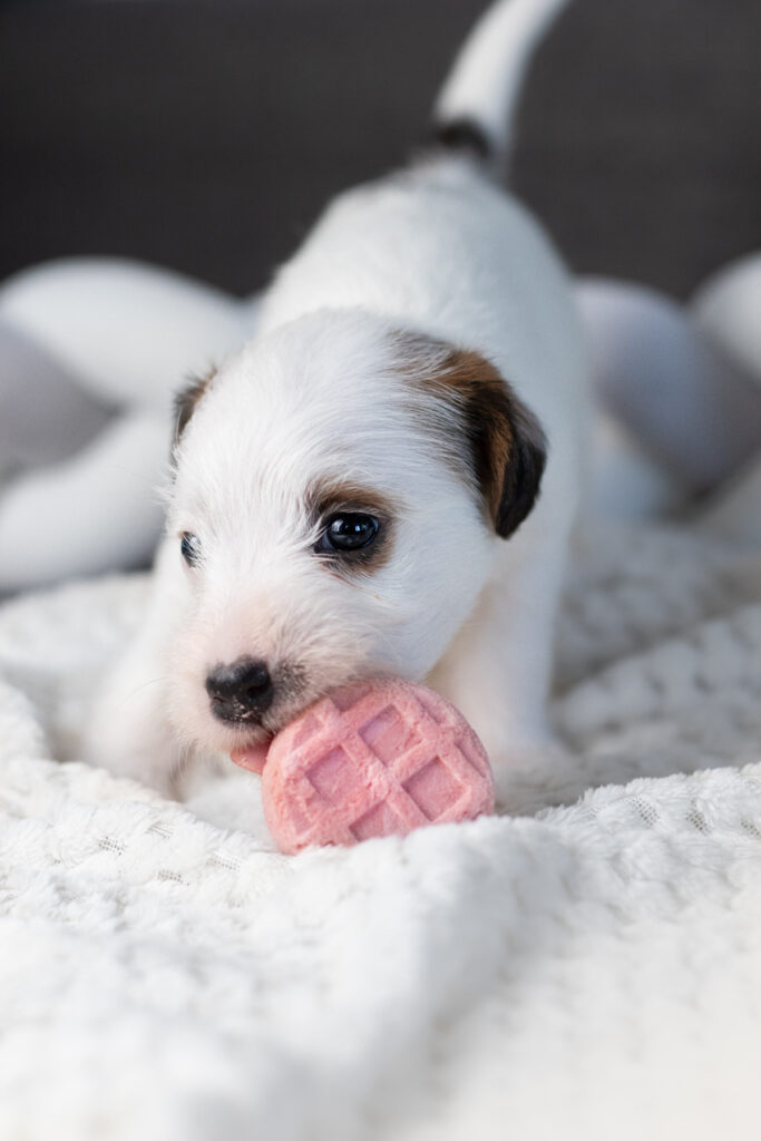 Spokojny szczeniak Parson Russell Terrier, przykład osobnika mniej reaktywnego