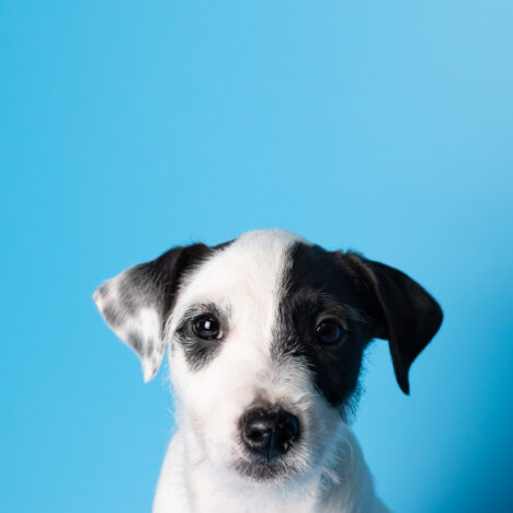 Dlaczego teriery są takie, jakie są?