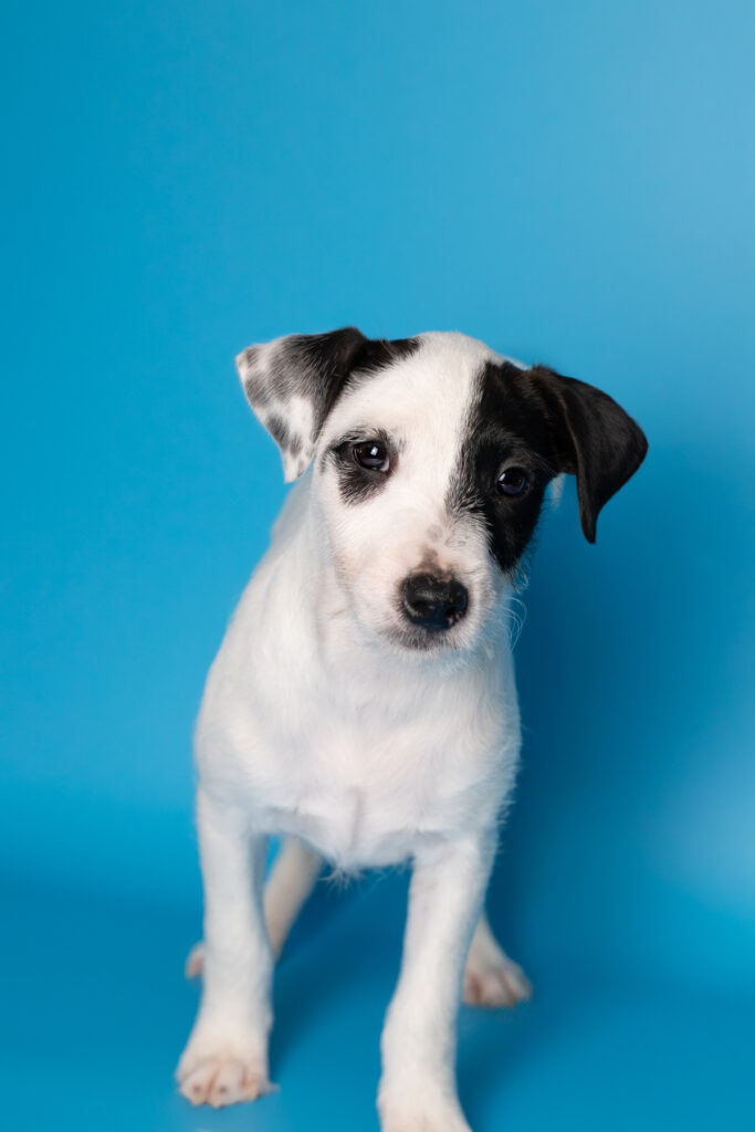 Szczenię Parson Russell Terrier piesek – hodowla Grey Vanilla FCI Warszawa