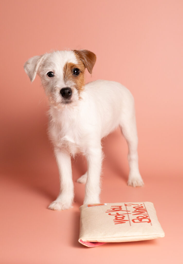 Szczenię Parson Russell Terrier suczka – hodowla Grey Vanilla FCI ZKwP Warszawa