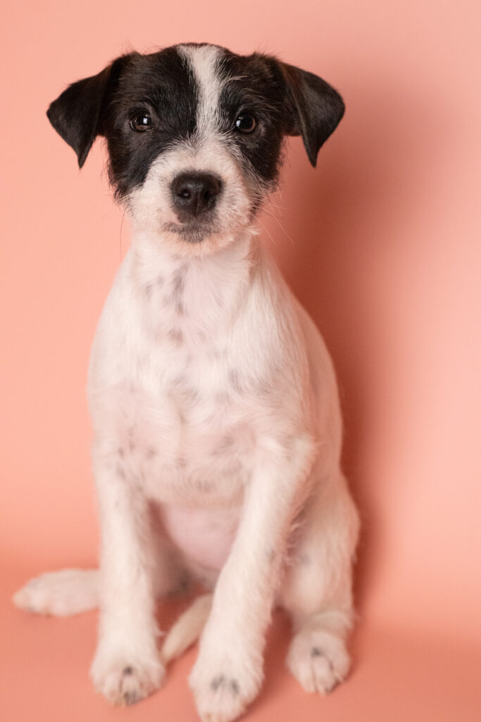 Szczenię Parson Russell Terrier suczka – hodowla Grey Vanilla FCI ZKwP Warszawa