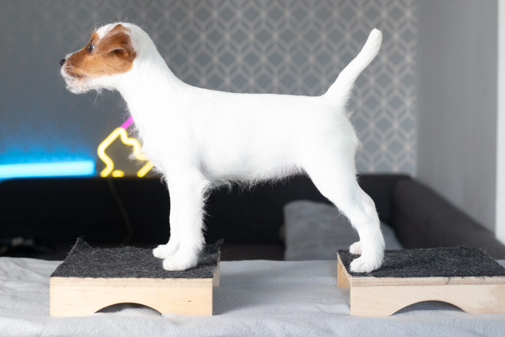 Szczeniak Parson Russell Terrier w typowej dla rasy reaktywnej pozie, obserwujący otoczenie