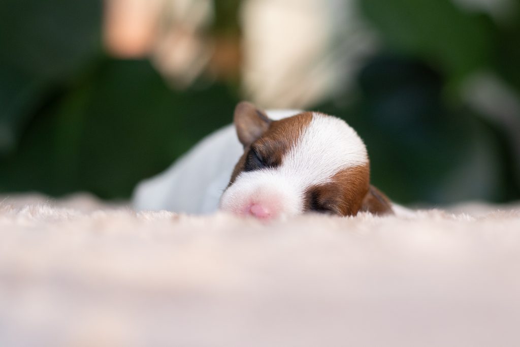 Szczeniaki Parson Russell Terrier z hodowli Grey Vanilla FCI