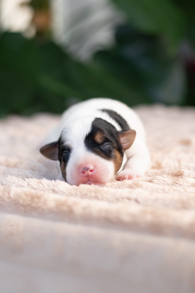 Szczenięta Parson Russell Terrier w hodowli Grey Vanilla FCI