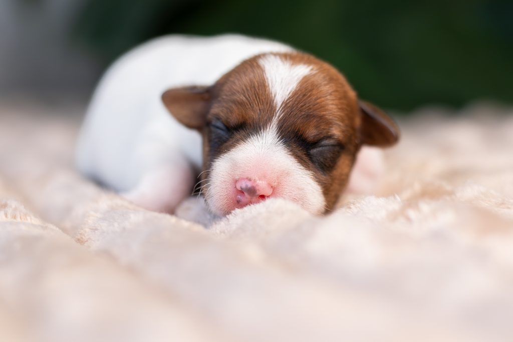 Szczeniaki Parson Russell Terrier – Grey Vanilla FCI