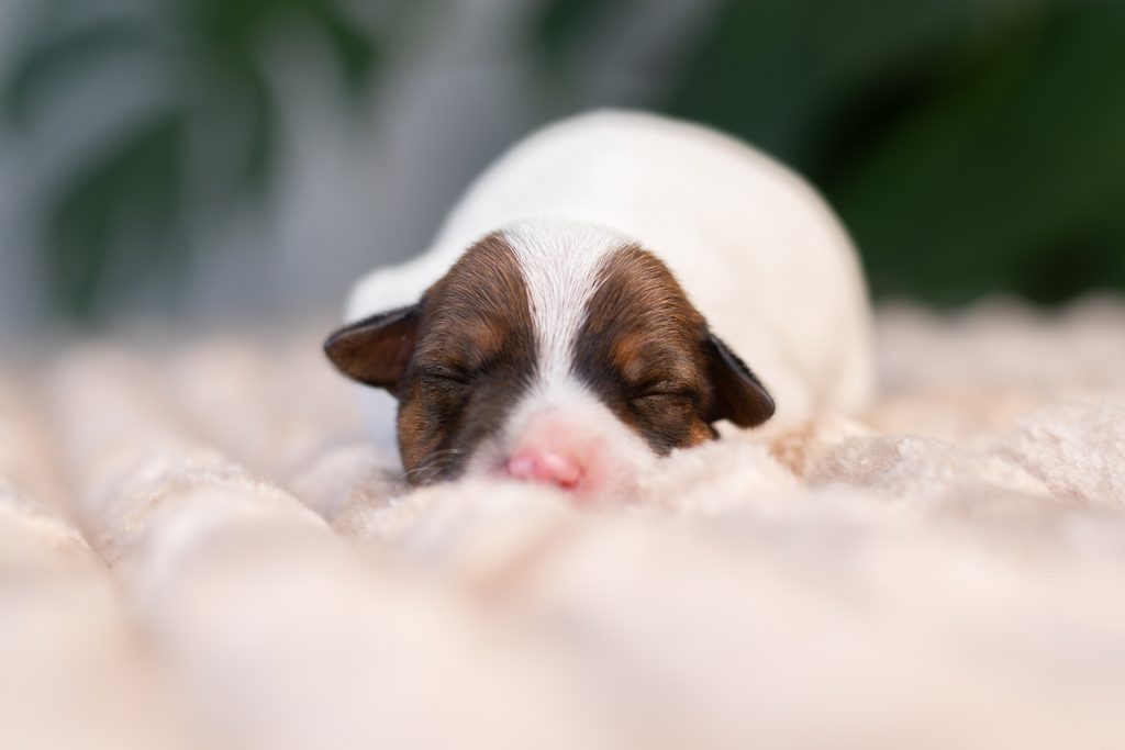 Szczenięta Parson Russell Terrier – hodowla Grey Vanilla FCI