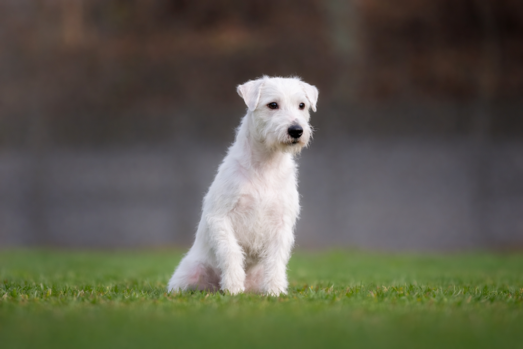 Parson Russell Terrier reproduktor hodowla Grey Vanilla FCI