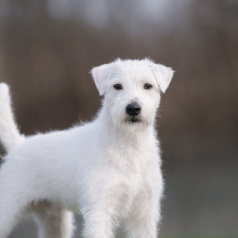 IPNOTICO INDACO Del Colle Folignato