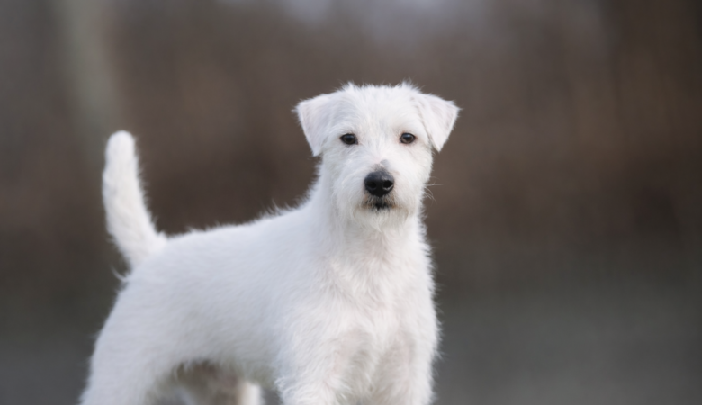 parson russell terrier