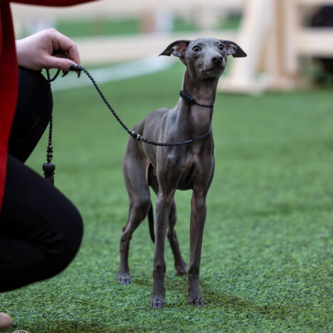 BRUNO MARS Bohemian Stardust