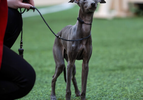 Charcik włoski – elegancki, smukły pies o delikatnej budowie. Reproduktor importowany z Włoch.