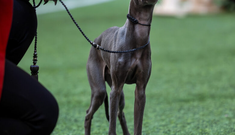 Charcik włoski – elegancki, smukły pies o delikatnej budowie. Reproduktor importowany z Włoch.