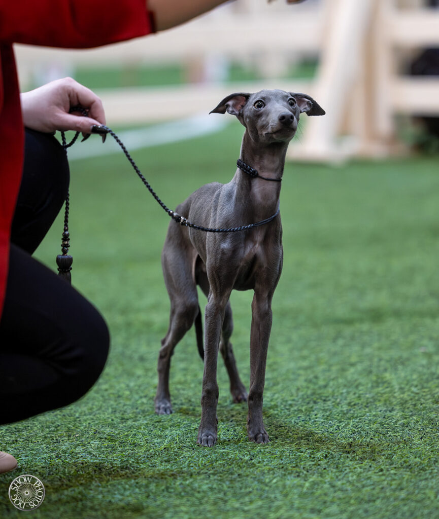 Charcik włoski – elegancki, smukły pies o delikatnej budowie.
Reproduktor importowany z Włoch.