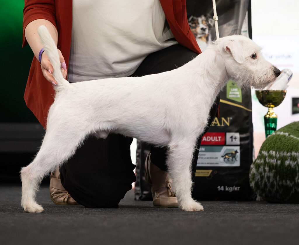 Parson Russell Terrier - Zwycięzca Polski 2026 - Bruno Mars Bohemian Stardust - reproduktor 
