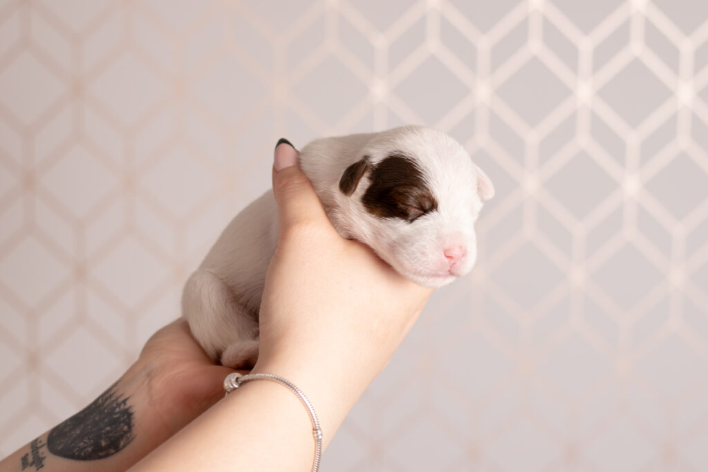 szczenię Parson Russell Terrier - hodowla Warszawa - Grey Vanilla FCI