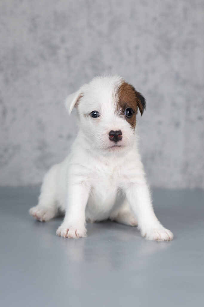 Reproduktor - parson russell terrier