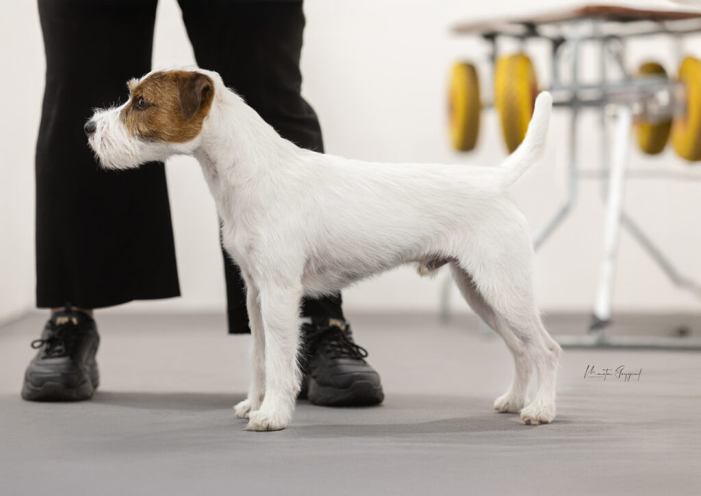 Reproduktor Parson Russell Terrier Kair Grey Vanilla FCI