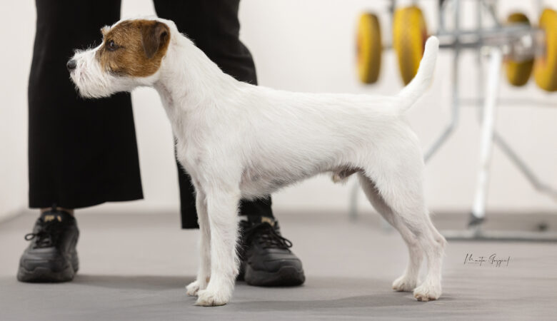 Reproduktor Parson Russell Terrier - KAIR Grey Vanilla