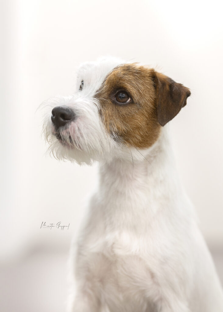 Parson Russell Terrier reproduktor 