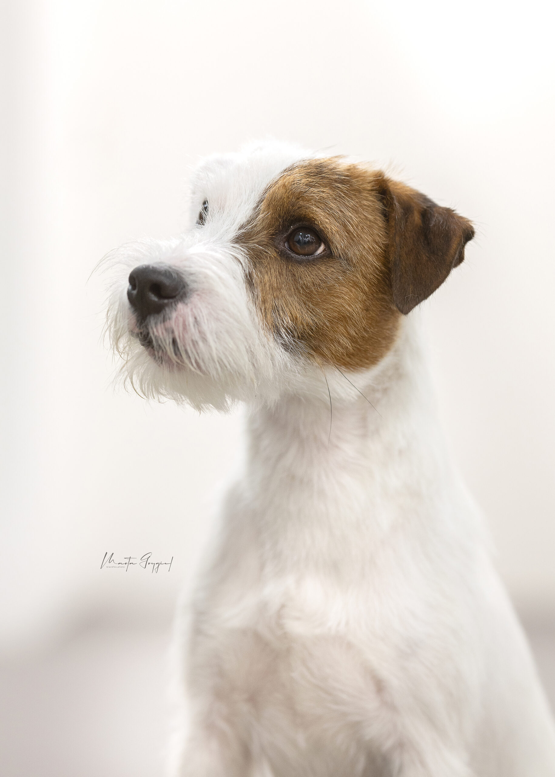 Parson Russell Terrier reproduktor 