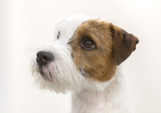 Parson Russell Terrier
