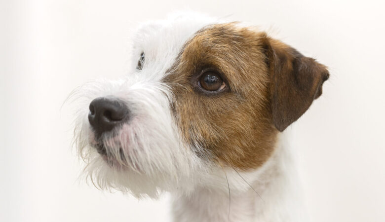 Parson Russell Terrier