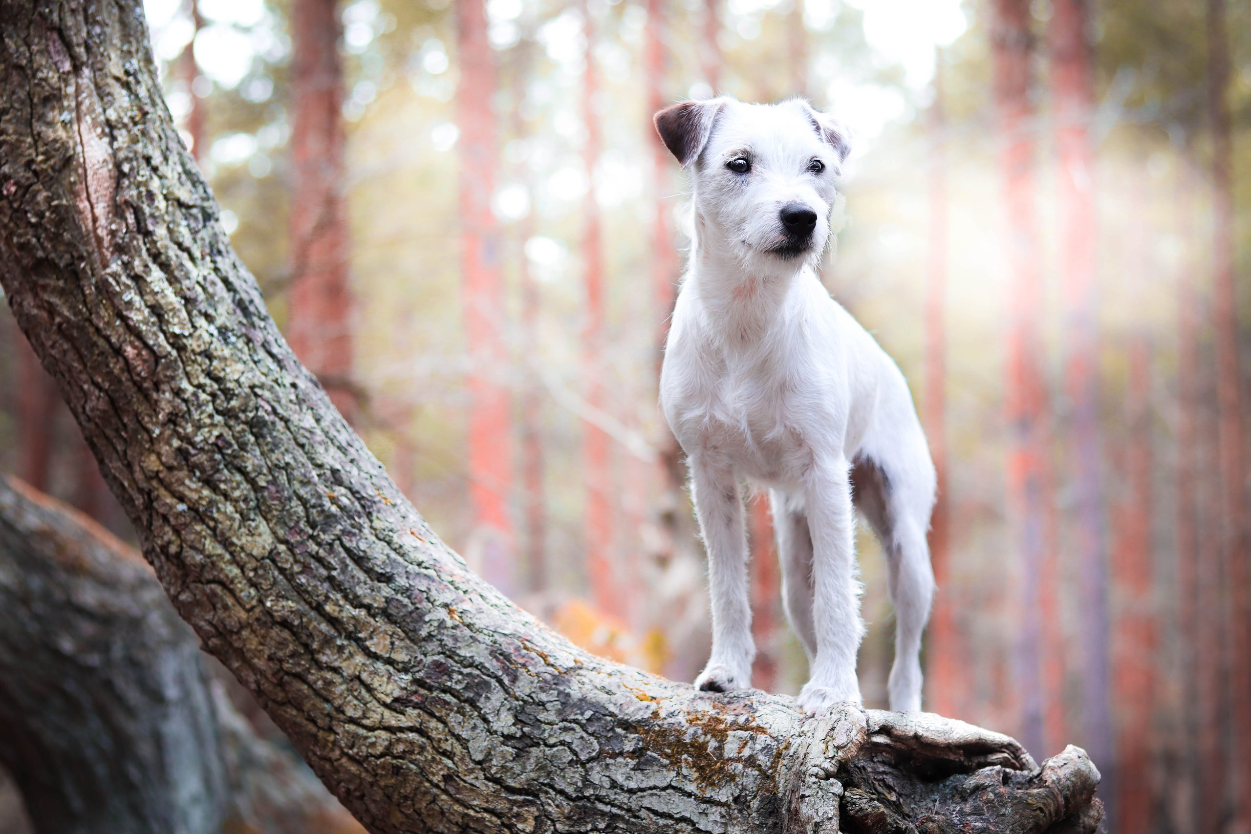 Parson Russell Terrier z hodowli Grey Vanilla FCI