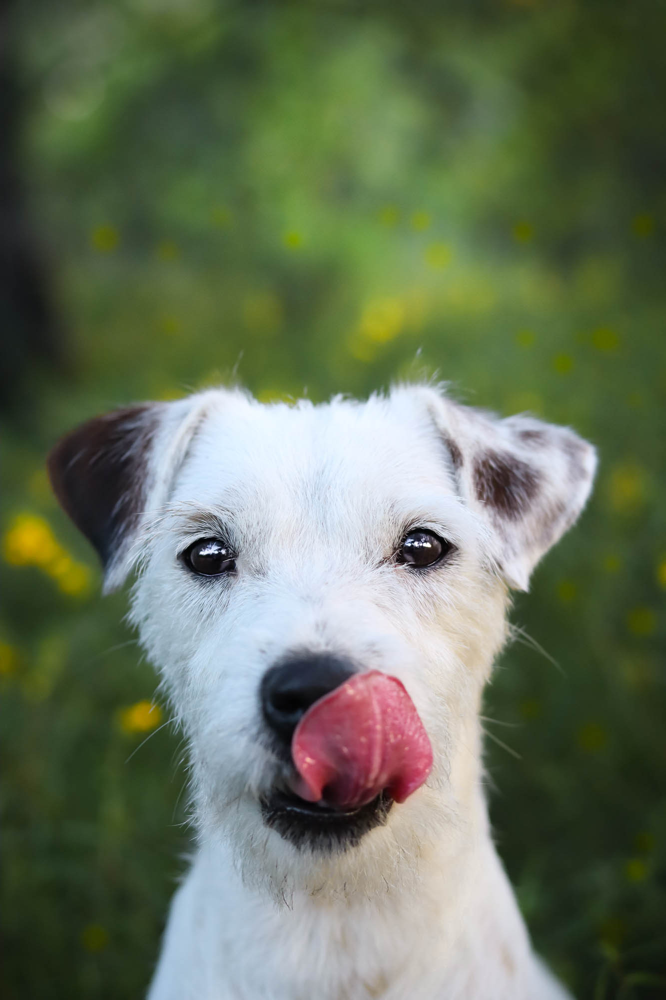 Parson Russell Terrier Hodowla Grey Vanilla FCI