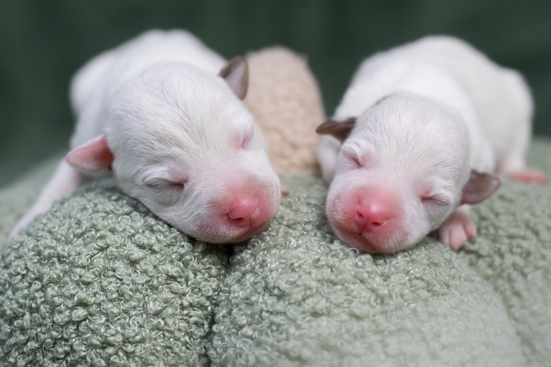 szczenięta Parson Russell Terrier - Grey Vanilla FCI