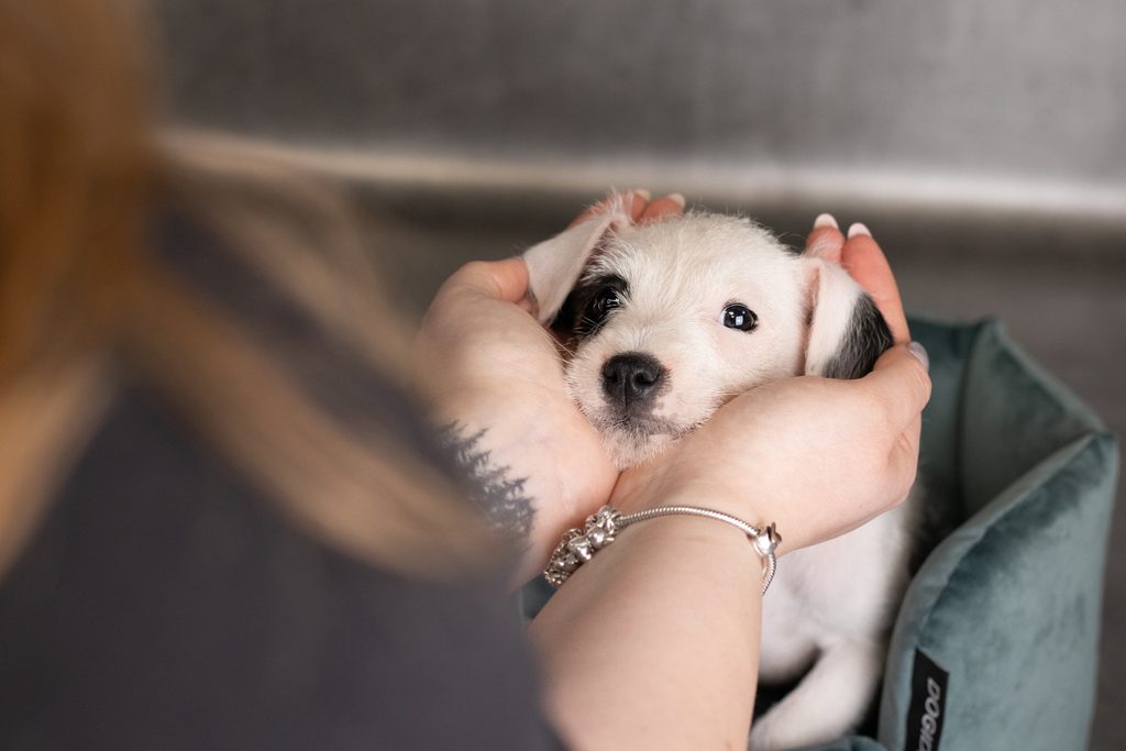 szczenięta Parson Russell Terrier z hodowli Grey Vanilla FCI