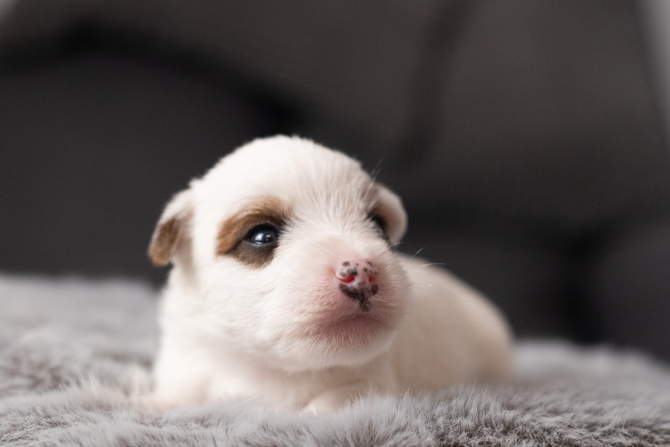 knoxville grey vanilla reproduktor parson russell terrier