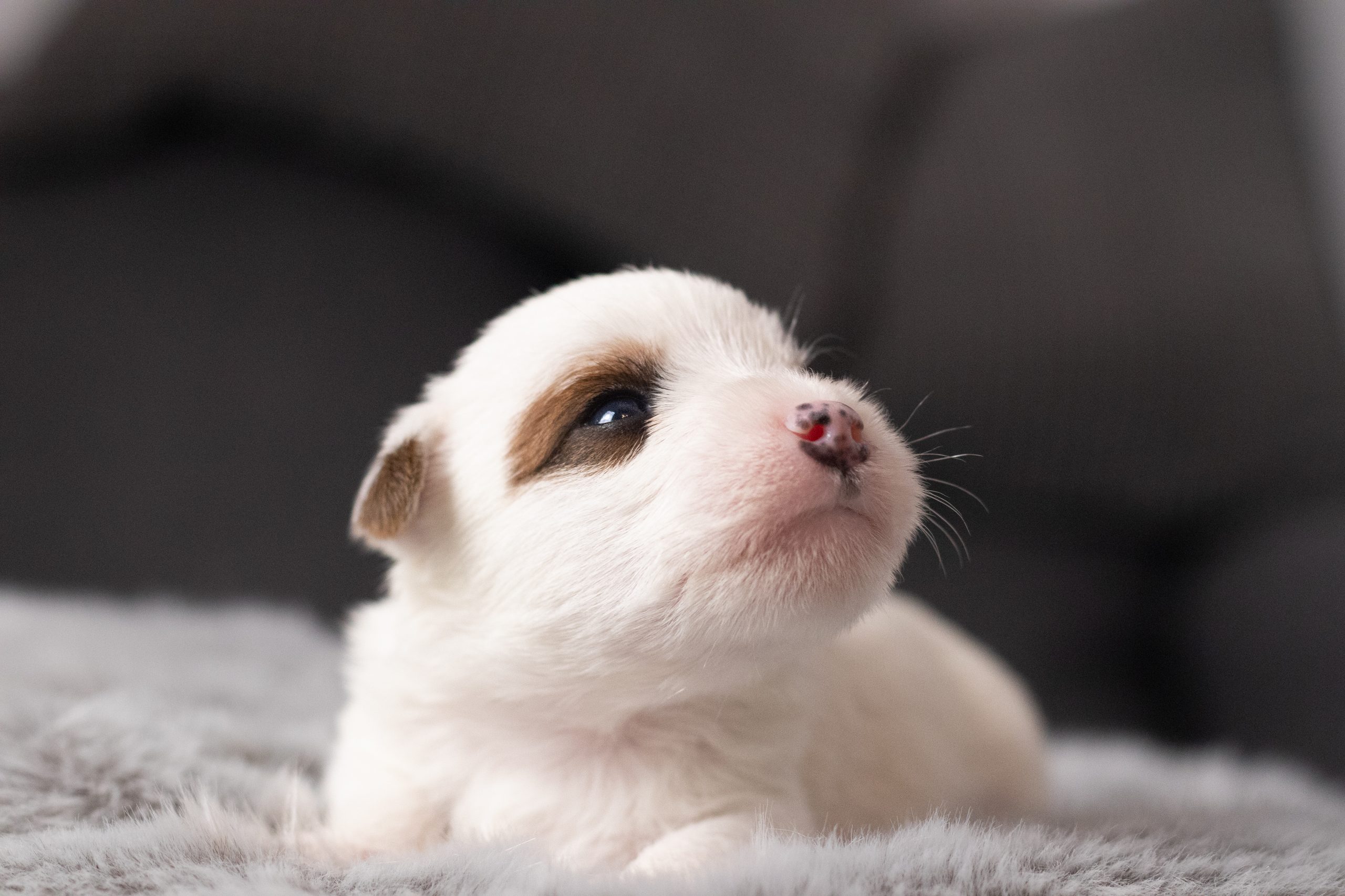 szczenię parson russell terrier