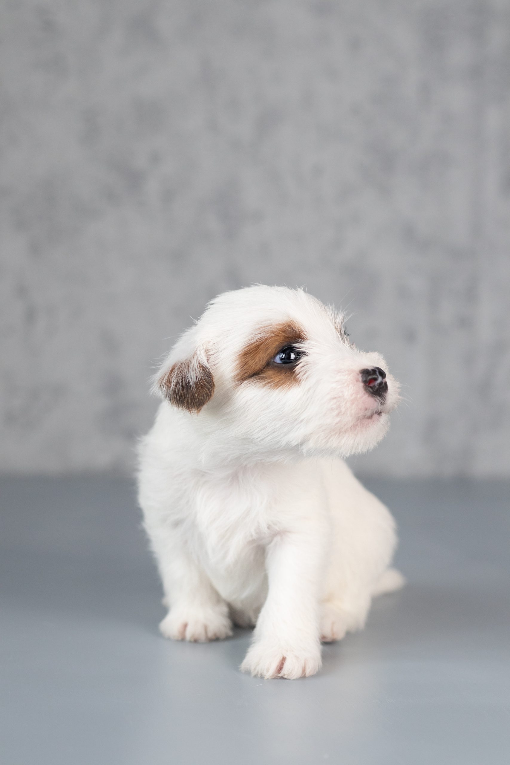 parson russell terrier szczeniak grey vanilla fci