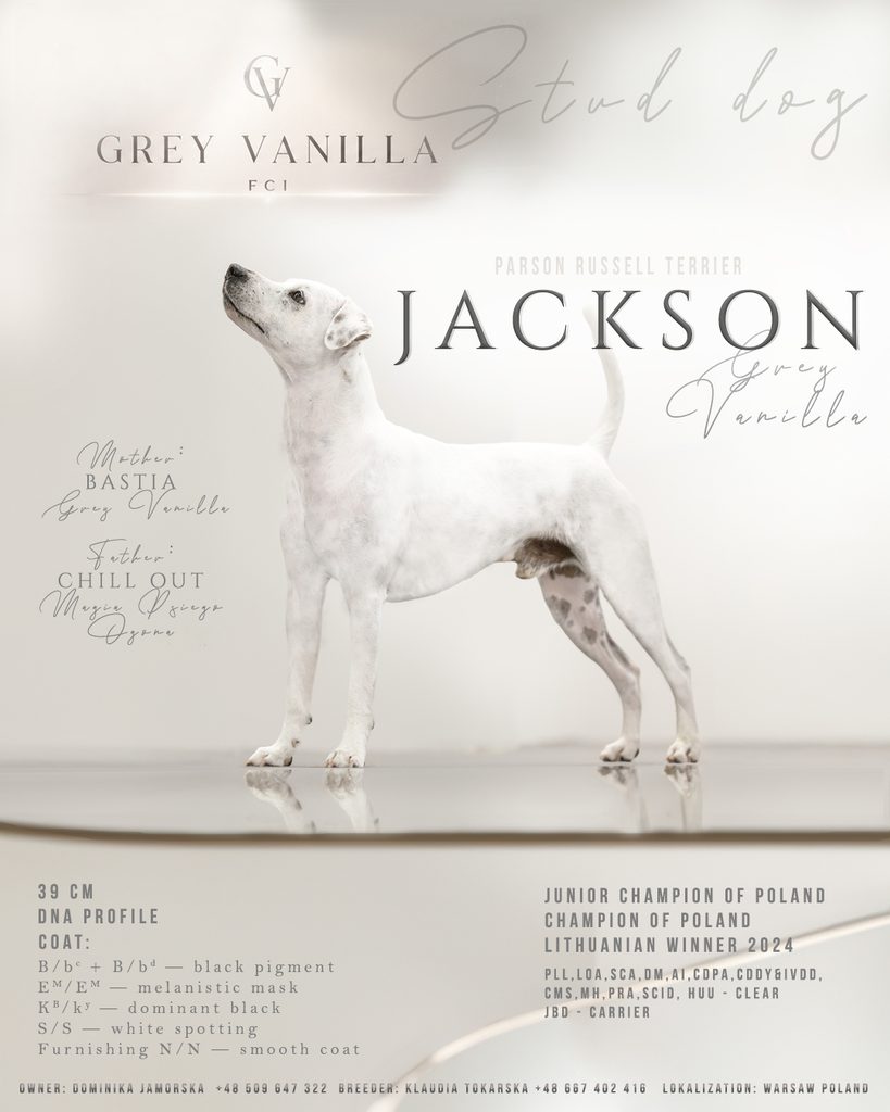 parson russell terrier gładkowłosy reproduktor